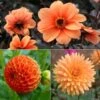 Collection Dahlias Vitamines -Des Graines De Plantes Collection Dahlias Vitamines 89592 1