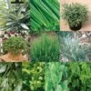 Collection De 10 Aromatiques En Plants -Des Graines De Plantes Collection de 10 aromatiques Bio en plants 4035 1