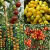 Collection De 4 Tomates Apéritif - Tomate-cerise Et Cocktail -Des Graines De Plantes Collection de 4 tomates aperitif tomate cerise et cocktail 70040 1 1