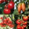 Collection De 4 Tomates Hybrides F1 -Des Graines De Plantes Collection de 4 tomates hybrides F1 70041 1 1