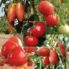 Collection De 5 Tomates En Plants GREFFES -Des Graines De Plantes Collection de 5 tomates en plants greffes 4046 1 1
