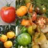 Collection De 6 Tomates Colorées 2 Collection De 6 Tomates Colorées -Des Graines De Plantes Collection de 6 tomates colorees 70038 1 1