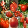 Collection De 8 Tomates De Formes Variées -Des Graines De Plantes Collection de 8 tomates de formes variees 70039 1 1