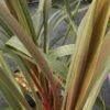 Cordyline Australis Sundance 2 Cordyline Australis Sundance -Des Graines De Plantes Cordyline australis Sundance 84626 1 2