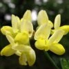 Coronille - Coronilla Valentina Subsp. Glauca Citrina -Des Graines De Plantes Coronilla valentina subsp glauca Citrina 82796 1