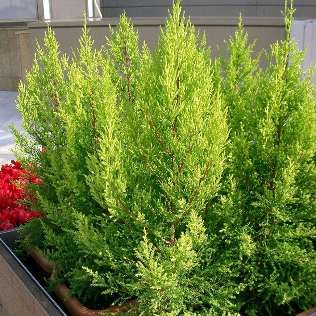 Cupressus Macrocarpa Goldcrest - Cyprès De Lambert 3 Cupressus Macrocarpa Goldcrest - Cyprès De Lambert