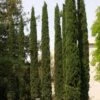 Cupressus Sempervirens Stricta - Cyprès D'Italie -Des Graines De Plantes Cupressus sempervirens Stricta 83283 1