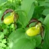 Cypripedium Calceolus - Sabot De Venus -Des Graines De Plantes Cypripedium calceolus ld urjsa 80044 1