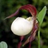 Cypripedium Kentuckiense - Sabot De Vénus Pourpre Et Ivoire