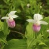 Cypripedium Reginae - Sabot De Venus -Des Graines De Plantes Cypripedium reginae 8159 1