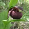 Cypripedium Smithii - Sabot De Vénus Rouge Pourpre -Des Graines De Plantes Cypripedium smithii 80349 1