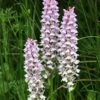 Dactylorhiza Fuchsii - Orchis De Fuchs -Des Graines De Plantes Dactylorhiza fuchsii 8892 1 1