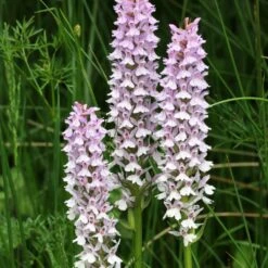 Dactylorhiza Fuchsii - Orchis De Fuchs
