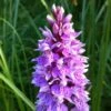 Dactylorhiza Maculata, Orchis Tacheté - Orchidée Terrestre Et Vivace -Des Graines De Plantes Dactylorhiza maculata 8161 1