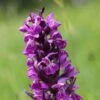 Dactylorhiza Majalis - Orchis De Mai Ou à Feuilles Larges -Des Graines De Plantes Dactylorhiza majalis 8893 1