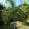 Dypsis Plumosa - Palmier Plumeux -Des Graines De Plantes Dypsis plumosa 89853 1