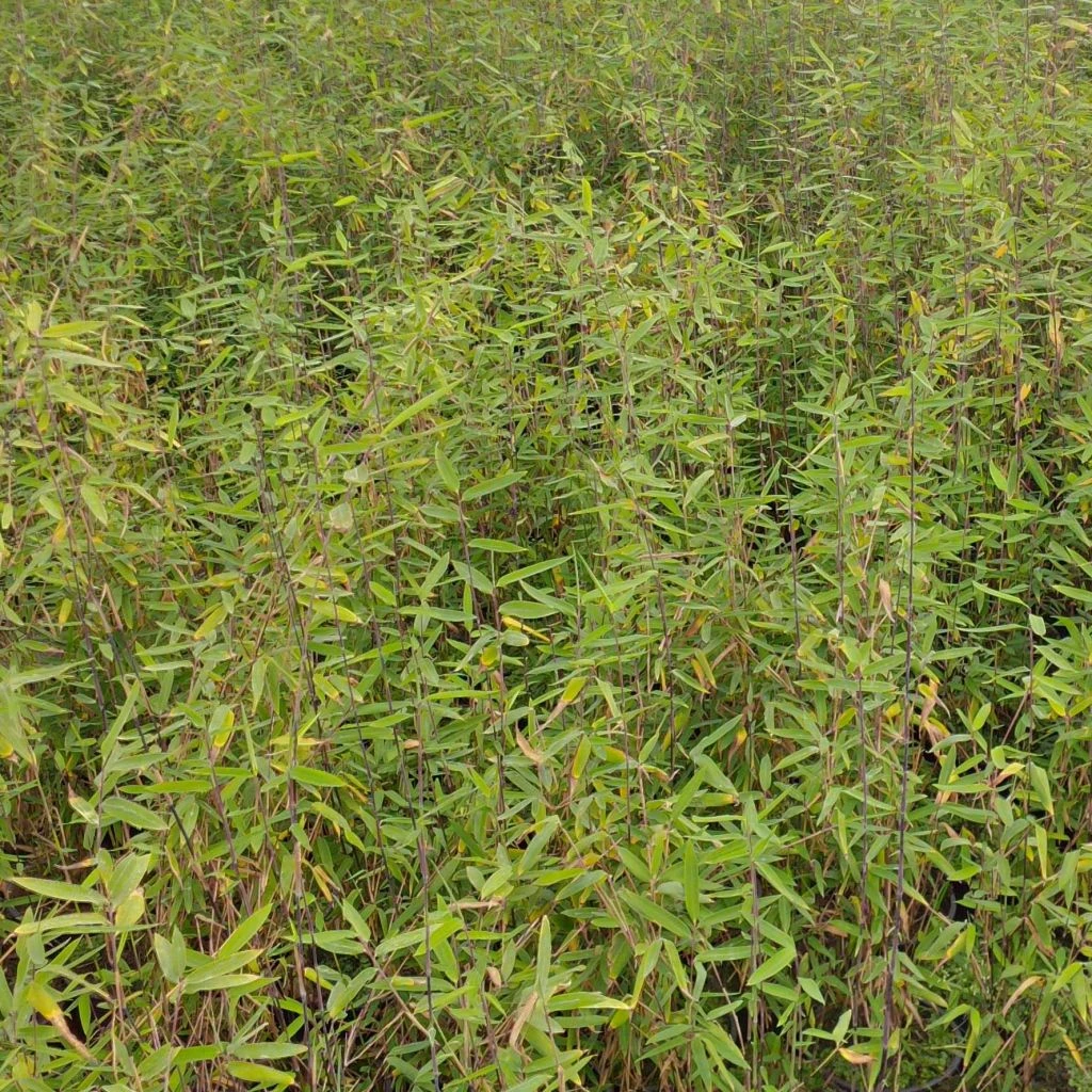 Fargesia Demissa Gerry - Bambou Non Traçant 3 Fargesia Demissa Gerry - Bambou Non Traçant