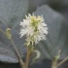 Fothergilla Intermedia Blue Shadow -Des Graines De Plantes Fothergilla major Blue Shadow 9557 1