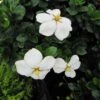 Gardenia Jasminoides Kleim's Hardy -Des Graines De Plantes Gardenia Kleims Hardy ld Wallygrom 9558 1