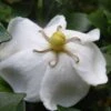 Gardenia Sweetheart - Jasmin Du Cap 2 Gardenia Sweetheart - Jasmin Du Cap -Des Graines De Plantes Gardenia Sweetheart 15350 1