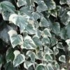 Lierre Des Canaries - Hedera Algeriensis Gloire De Marengo -Des Graines De Plantes Hedera algeriensis Gloire de Marengo 83634 1