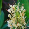 Hedychium Dixter (Tresco) - Longose - Gingembre D'ornement -Des Graines De Plantes Hedychium Dixter Tresco Longose Gingembre d ornement copyright 18039 1