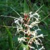 Hedychium Villosum Var. Tenuiflorum - Gingembre D'ornement -Des Graines De Plantes Hedychium villosum Tenuiflorum Gingembre d ornement V 18037 1
