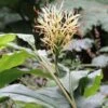 Hedychium Yunnanense 2 Hedychium Yunnanense -Des Graines De Plantes Hedychium yunnanense 6795 1