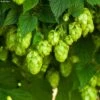 Houblon HOPS (Humulus) - Véritable Houblon De Brassage 2 Houblon HOPS (Humulus) - Véritable Houblon De Brassage -Des Graines De Plantes Houblon HOPS Humulus Veritable houblon de brassage copyright 17596 1
