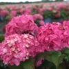 Hortensia - Hydrangea Macrophylla Endless Summer Bloomstar 1 Hortensia - Hydrangea Macrophylla Endless Summer Bloomstar -Des Graines De Plantes Hydrangea macrophylla Endless Summer Bloomstar 81412 1