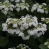 Hortensia - Hydrangea Macrophylla Wedding Gown -Des Graines De Plantes Hydrangea macrophylla Wedding Gown 81579 1