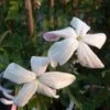Jasmin D'Espagne - Jasminum Grandiflorum -Des Graines De Plantes Jasminum grandiflorum 83640 1