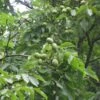 Noyer Parisienne - Noix De Grenoble -Des Graines De Plantes Juglans regia mayette ld 42810 1