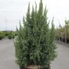 Genévrier écailleux - Juniperus Squamata Loderi -Des Graines De Plantes Juniperus squamata Loderi 84122 1