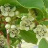Kiwaï Nostino Mâle - Actinidia Arguta -Des Graines De Plantes Kiwai Nostino male Actinidia arguta 82691 1
