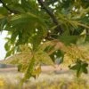Liquidambar Styraciflua Aurea - Copalme D'Amérique -Des Graines De Plantes Liquidambar styraciflua Aurea 84137 1