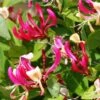 Chèvrefeuille Grimpant - Lonicera Periclymenum Fragrant Cloud® -Des Graines De Plantes Lonicera Fragrant Cloud 681453 1