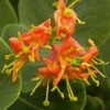 Chèvrefeuille - Lonicera X Heckrotii Firecracker® -Des Graines De Plantes Lonicera x heckrotii Firecracker 85668 1