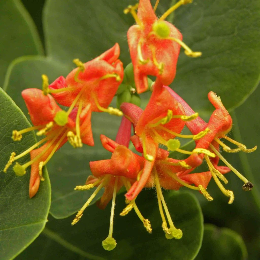 Chèvrefeuille - Lonicera X Heckrotii Firecracker® 3 Chèvrefeuille - Lonicera X Heckrotii Firecracker®