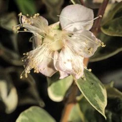 Luma Apiculata Glanleam Gold - Myrte Du Chili