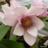 Magnolia Fairy Blush - Michelia Hybride -Des Graines De Plantes Magnolia Fairy Blush 0536 1