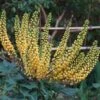 Mahonia (x) Media Charity -Des Graines De Plantes Mahonia Charity ld minghong 7575 1