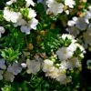 Myrtus Communis Tarentina - Myrte Commun 2 Myrtus Communis Tarentina - Myrte Commun -Des Graines De Plantes Myrtus communis subsp Tarentina 82213 1