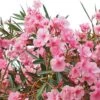 Laurier Rose - Nerium Oleander -Des Graines De Plantes Nerium oleander pot de 3L 83379 1