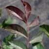 Noyer Commun Purpurea - Juglans Regia -Des Graines De Plantes Noyer commun Purpurea Juglans regia V 1003791 1