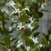 Osmanthus Heaven Scent - Osmanthe 2 Osmanthus Heaven Scent - Osmanthe -Des Graines De Plantes Osmanthus Heaven Scent IF 8884023 1