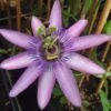 Passiflore X Lavender Lady - Fleur De La Passion -Des Graines De Plantes Passiflora Amethyst ld HansB 681330 1