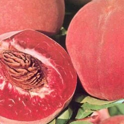 Pêcher Sanguine Vineuse