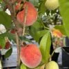 Pêcher Nain Fruit Me Peach Me Red 2 Pêcher Nain Fruit Me Peach Me Red -Des Graines De Plantes Pecher nain Fruit me Peach me Red IF 16269 1