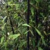 Bambou Noir - Phyllostachys Nigra -Des Graines De Plantes Phyllostachys nigra ld Howard Dickins 9575 1